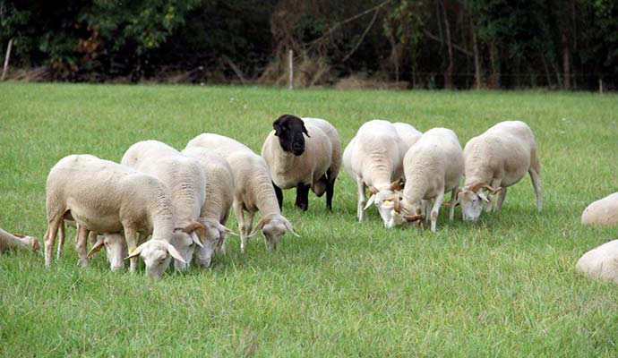 mouton occitanie