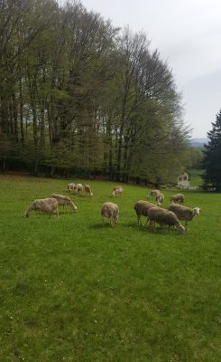 Les moutons de race Lacaune fournissent une laine de qualité