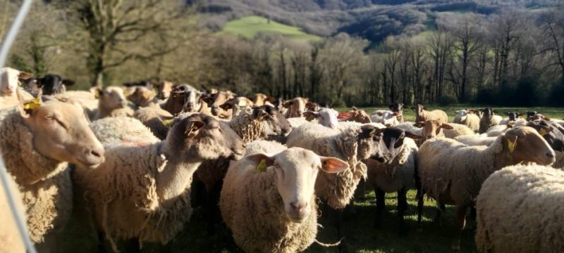 La laine mérinos se positionne entre tradition et innovation